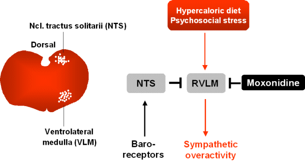 baroreceptor reflex pathway