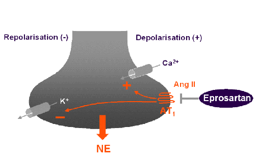 Angiotensin II increases sympathetic excitability