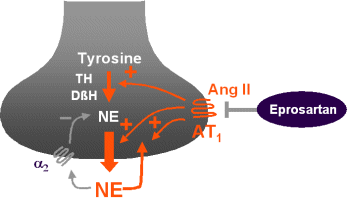 Angiotensin II amplifies norepinephrine release