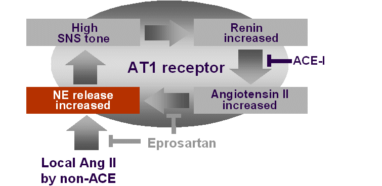 Vicious cycle involving presynaptic norepinephrine release amplifying angiotensin II influences