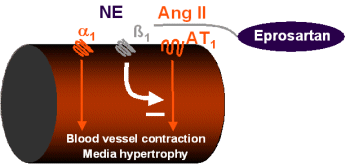 Amplification of postsynaptic effects of angiotensin II via downregulated beta-receptors